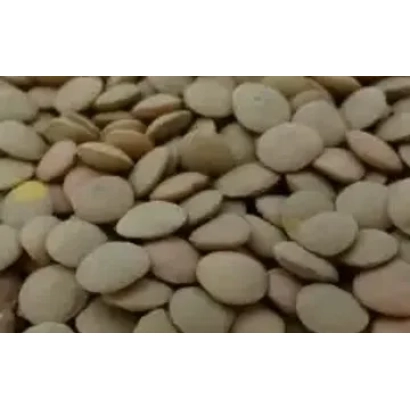 Чечевица Веховская