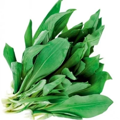 Fresh chives on a white background - BEARLET