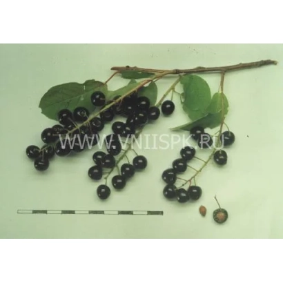 Черемуха на ветке с листьями и ягодой - Чёрный блеск