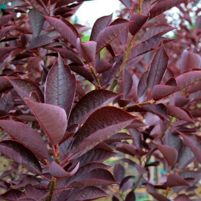 Красные листья черемухы сорта Красный Сезон