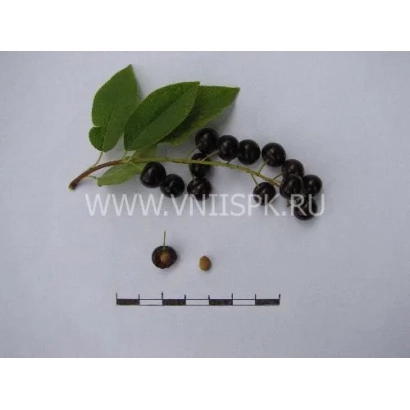 Черника на ветке с листьями и двумя ягодами внизу - Поздняя радость