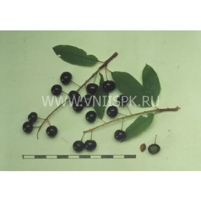 Черемуха Ранняя круглая на ветке с листьями и ягодами