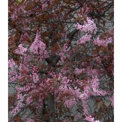 Цветущая черемуха с розовыми цветами на фоне ветвей - РУМЯНЫЕ ЩЕЧКИ