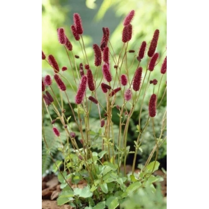 Растение Резус (Sanguisorba) с красными соцветиями на фоне зелени