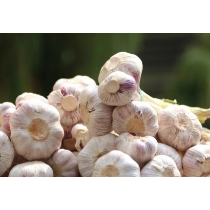 Горка часнику на фоні зелені - АБРЕК