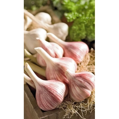 Головки чеснока сорта Академик на соломе