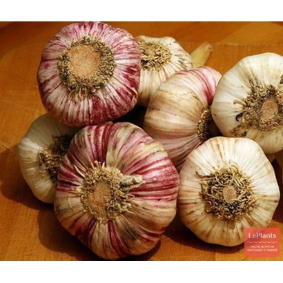 Головки чеснока Алькор на деревянной поверхности