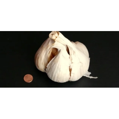 Головка чеснока на черном фоне с монетой для масштаба - Альтаир