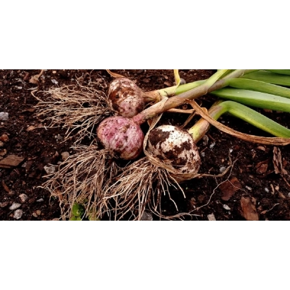 Свежий чеснок с корнями и листьями на земле - АШЛАНЬ