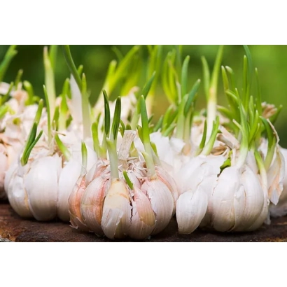 Гарнировка чеснока на деревянной поверхности - Белозеровский