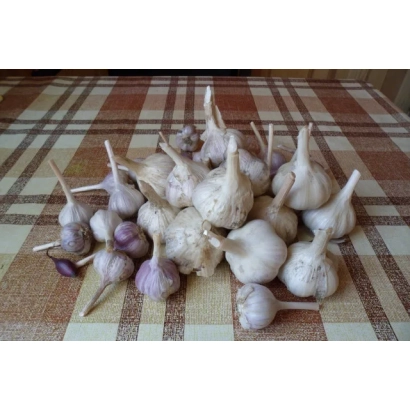 Горсть чеснока на клетчатой ткани - БЕЛЫЙ МЕДВЕДЬ