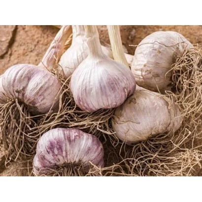 Свежий чеснок с корнями на земле - Боголеповский