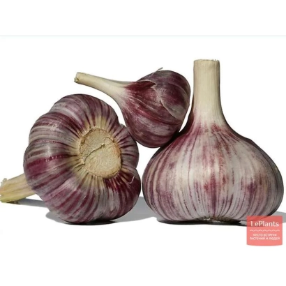 Гарнировка чеснока Бродоколмакский