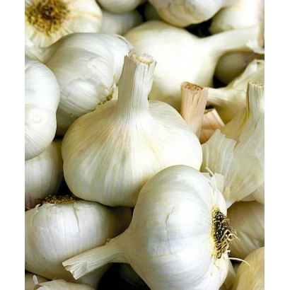 Горсть свежих головок чеснока на фоне других головок - Цезарь