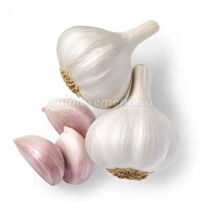 Гармошки чеснока на белом фоне - ДОНСКОЙ