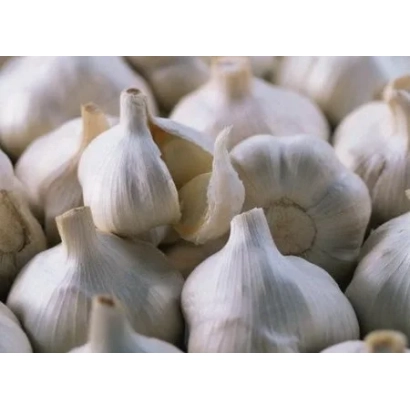 Горсть чеснока Драгун