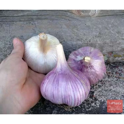 Рука держит три головки чеснока — белый и фиолетовый — на деревянной поверхности. - ГЕРМАН