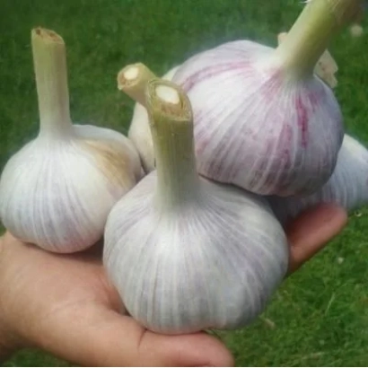 Рука держит несколько головок чеснока Гулливер на зеленом фоне.