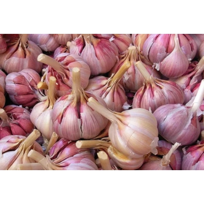 Горсть чеснока сорта Казаковский