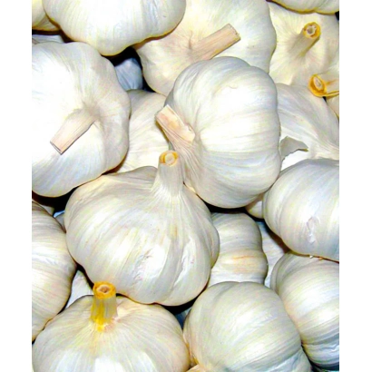 Горсть чеснока сорта Лазурный