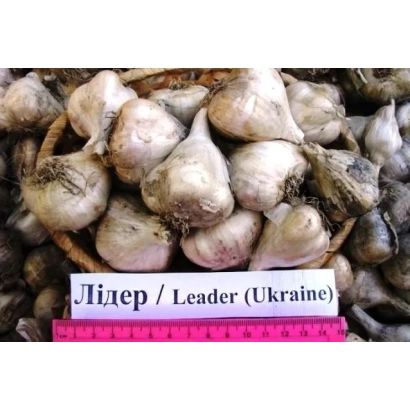 Гарантированный чеснок Лидер
