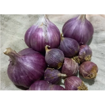 Горсть фиолетового чеснока на светлом фоне - Лидия