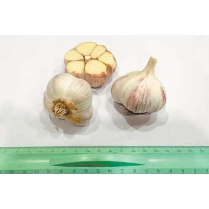 Гарнировка чеснока на зеленой линейке - МЕЛИОРАТОР