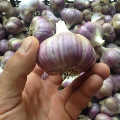 Чеснок НАША ЛЮБАША в руке на фоне других головок