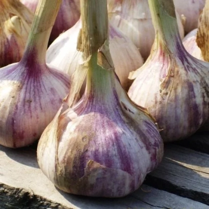 Головки чеснока на деревянной поверхности - ОДИНЦОВСКИЙ ЮБИЛЕЙНЫЙ