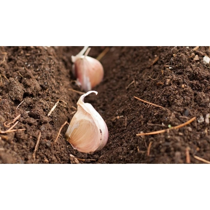 Чеснок на почве - ОСЕННИЙ