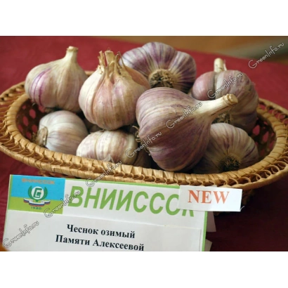 Чеснок озимый Память Алексеевой в плетёной корзине - ПАМЯТИ АЛЕКСЕЕВОЙ