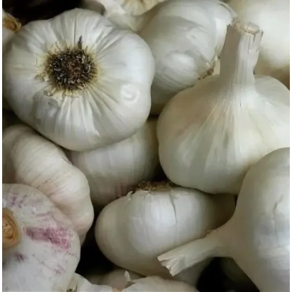 Горсть чеснока сорта ПЕРМЯК