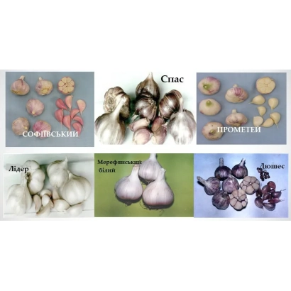 Семенной чеснок ПОБЕДА 70 на фоне