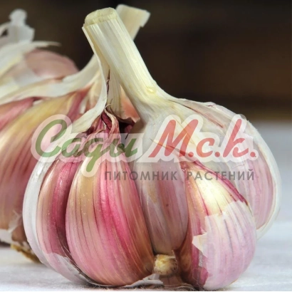 Гарантия МСК. Чеснок Подмосковный