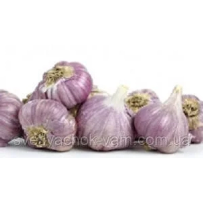 Гарбуз 'Прометей' на белом фоне