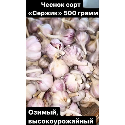 Чеснок сорт «Сержик» 500 грамм