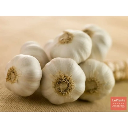 Головки чеснока на льняной ткани - СИР 10