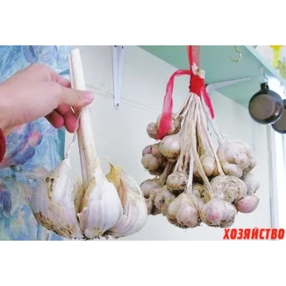 Головки чеснока, подвешенные на веревках, на фоне кухни - СИРИУС СЕДЕК