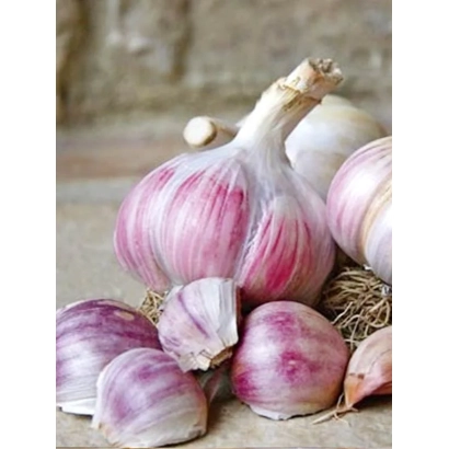 Головки чеснока сорта Софиевский на деревянной поверхности