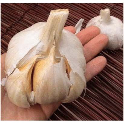 Свежий чеснок в руке на фоне плетеной подставки - ТОМИЧ