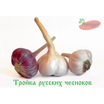 Тройка русских чесноков — три головки чеснока разных сортов на белом фоне