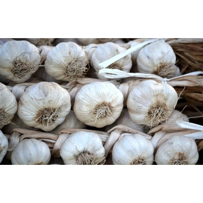 Головки чеснока в плетеной связке - ТУРА
