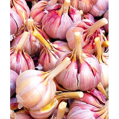 Горсть чеснока ЮВІЛЕЙНИЙ ГРИБОВСЬКИЙ