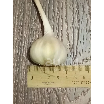 Часник Уралець на дерев'яній поверхні поруч із лінійкою