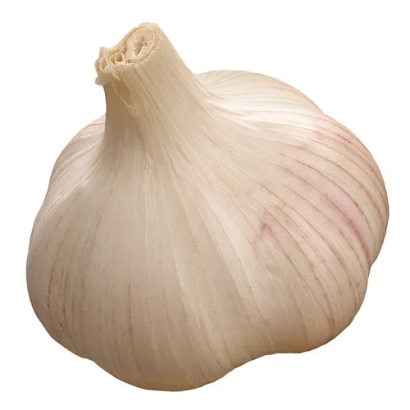Головка чеснока на белом фоне - Витязь