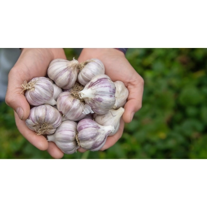 Руки держат головки чеснока на фоне зелени - Заокский