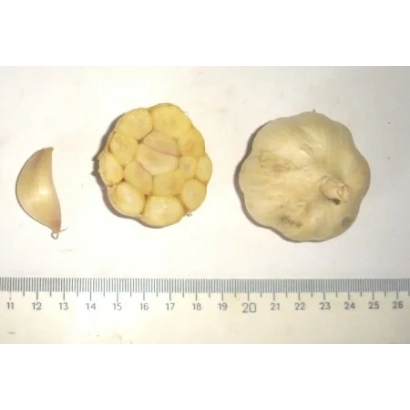 Головки чеснока и отдельный зубчик на линейке - ЗЕМЛЯЧОК