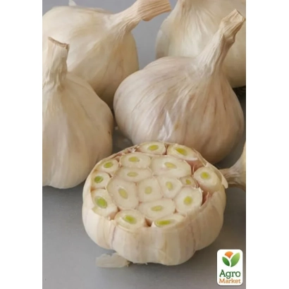 Головки чеснока и разрезанная головка, показывающая зубчики - Знахар
