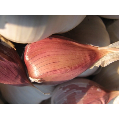 Головки часнику, включаючи рожеві та білі сорти - Золочівський замок