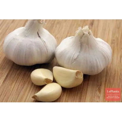 Гарнировка чеснока Зубренок на деревянной поверхности